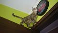 2016-06-06 15.03.58 - Inka